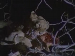 National Geographic -  Leopard et phacochere 2/3