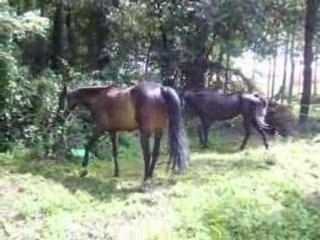 mise en place du rond de longe