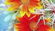 Al Quran Islamic videos