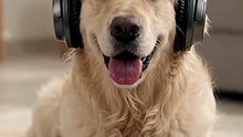 The Happiest and Cutest Dog 🥰 #CuteDog