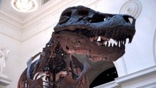 New research shows sexing dinosaurs from fossils is harder than once thought