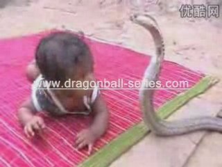 Baby n king cobra
