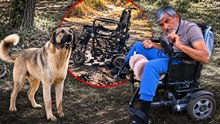 Çoban köpeği eve yalnız dönünce acı gerçek ortaya çıktı
