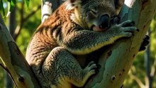 क्या कोआला (Koala) सच में दिन में 20 घंटे सोता है? 🐨💤 | Amazing Facts