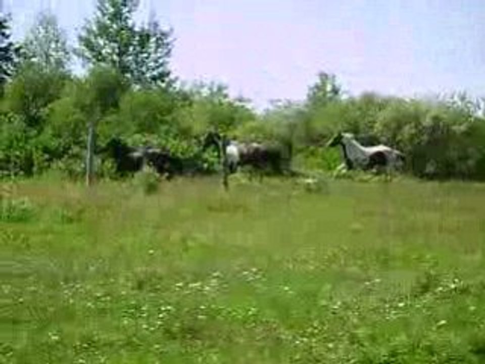 folle galopade