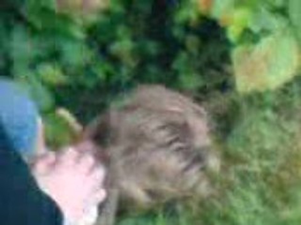 MOV00098