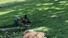 Think he's lazy? You have no idea what he's done 🐕