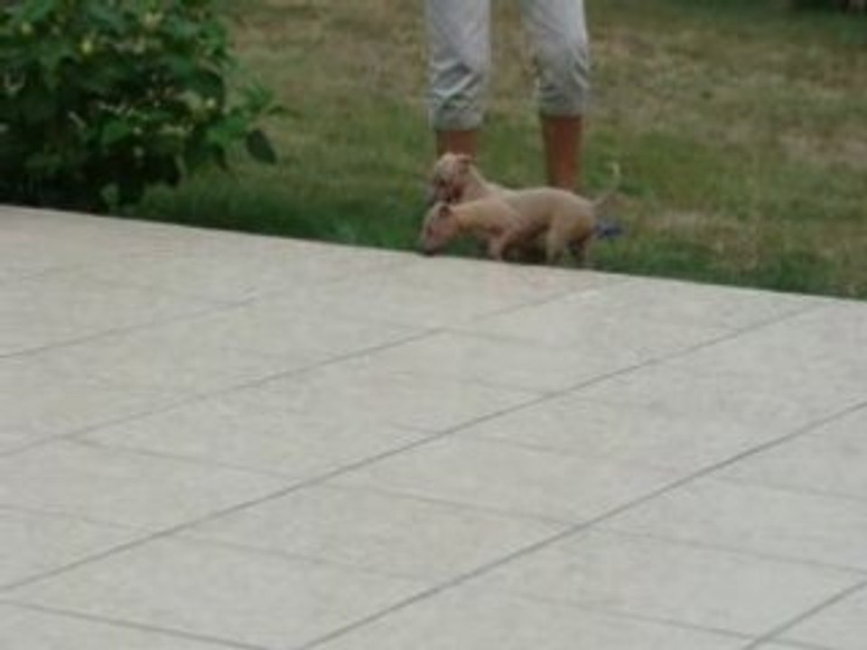 jouer dans le jardin