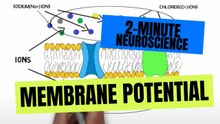 Membrane Potential Explained: Neuron Charge, Ion Balance, and Resting Potential