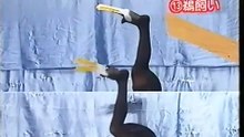 62回13番 鵜飼い
