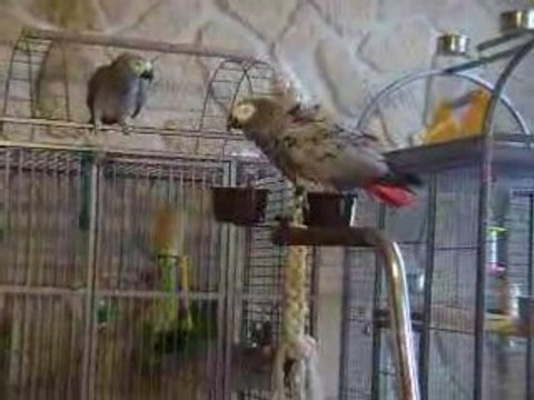 Jaco et Zoé mes 2 gris gris du gâbon