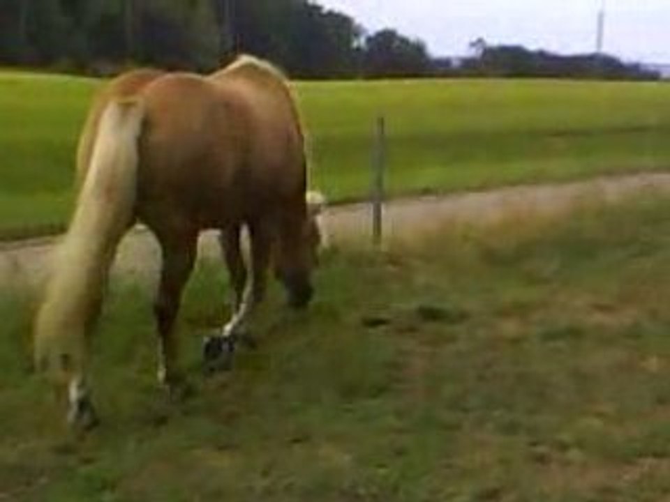 Valentin fait le foufou au pré