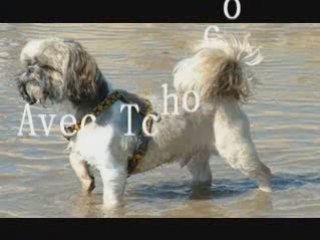 Lola et les toutous