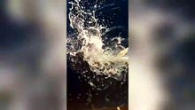 Squalo mako si attacca all'amo, lotta un'ora al largo di Livorno e poi si libera