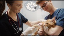Fujifilm punta sulla diagnostica veterinaria con la strategia FVet