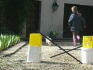 Photos de mes chiens 012