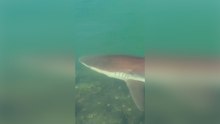 Squalo bloccato in un canale della Corea del Sud attira 600.000 visitatori