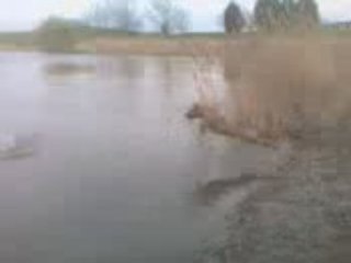 plongeons de Ninouille