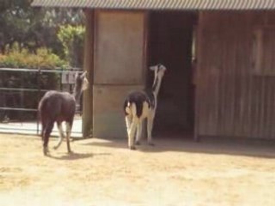 London Zoo03