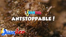 Mundo ng mga langgam, silipin! | I Juander