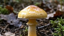 Mushroom_mycelium_network_spans_…_20260929180120