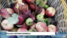 Video News - Fine settimana di sagre in provincia