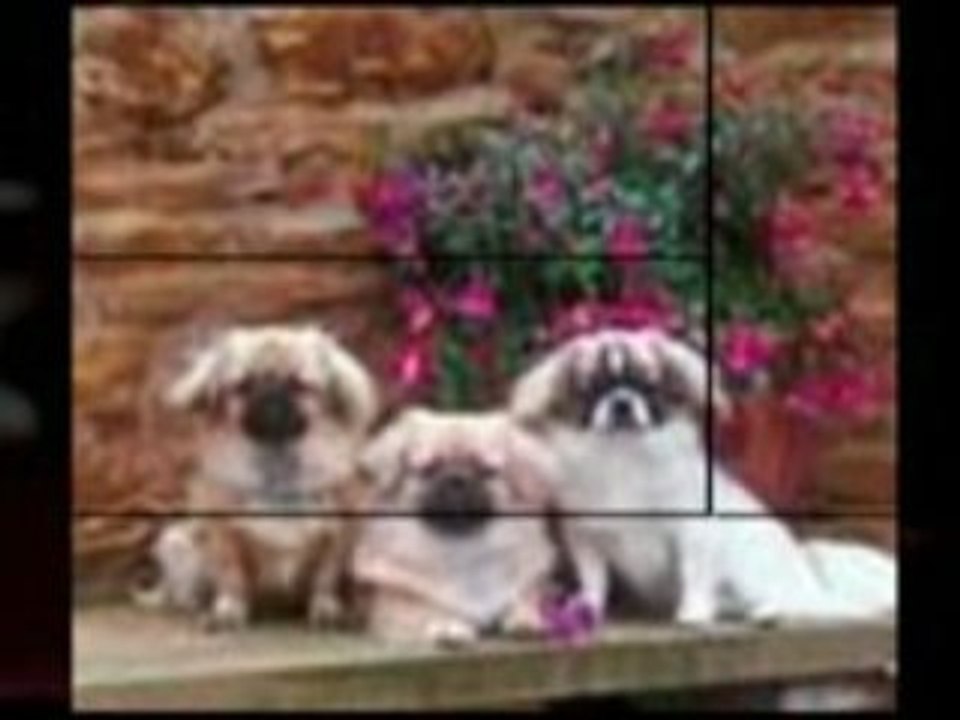 Veterinarian Internet Marketing Mobile and Video Advertising