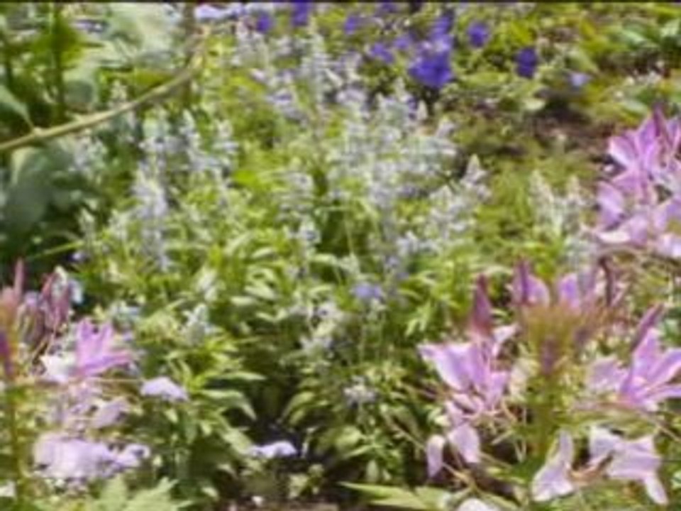 Fleurs_0002