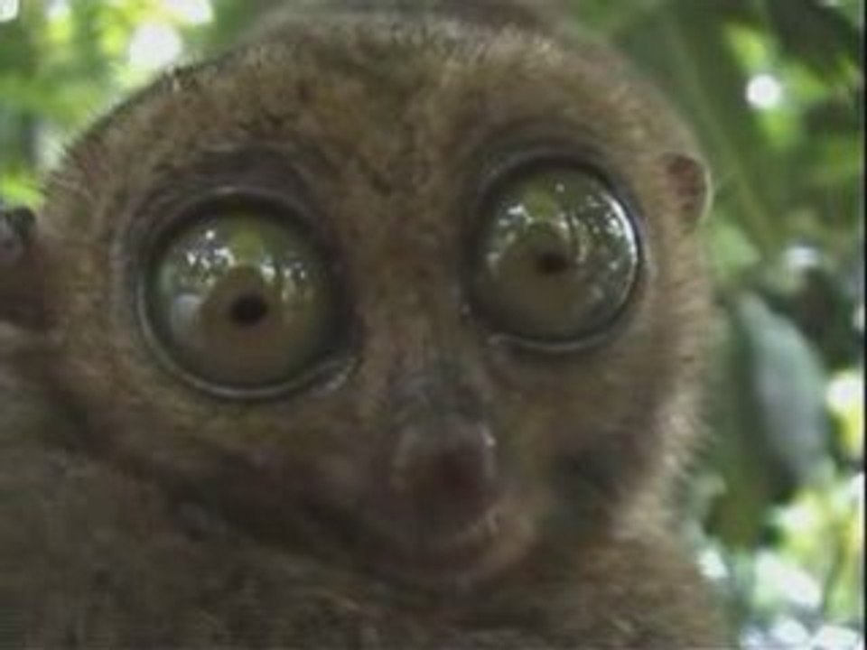 grands yeux d'un Lemurien