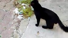 Büyük kara kedi