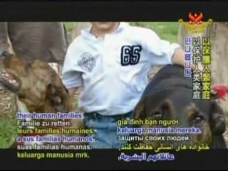 Life-saving Dog Heroes: Maya, Roary, Tank & Muck