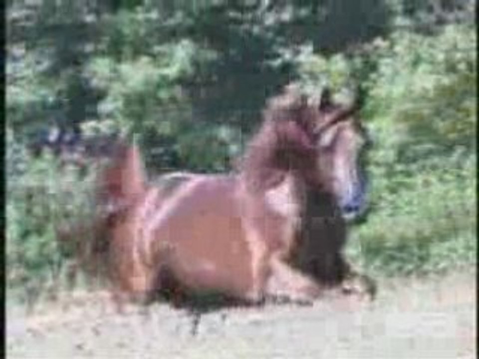 The acacia trees have gone crazy