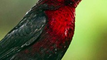 PIPIRA-VERMELHA #PipiraVermelha #Pipira #Passaros #AvesDoBrasil #CuriosidadesDosPassaros