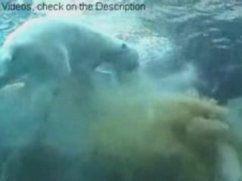 Polar Bear Poop