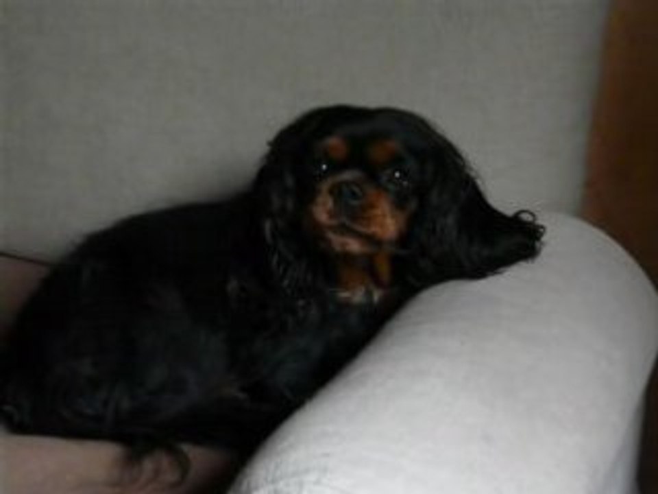 lili