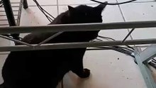 ¡INVASIÓN FELINA EN LA OFICINA! 😹 Bombay, Pernanca y Chamacorrón vienen de visita