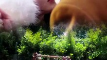 鬼馬音樂少女蘇格 與身為製陶師的爺爺相依為命 一次偶然相遇 天才鋼琴家孟斯年被蘇格的音樂才華吸引 主動靠近_2