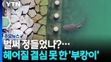 벌써 정들었나?...헤어질 결심 못 한 '부캉이' / YTN