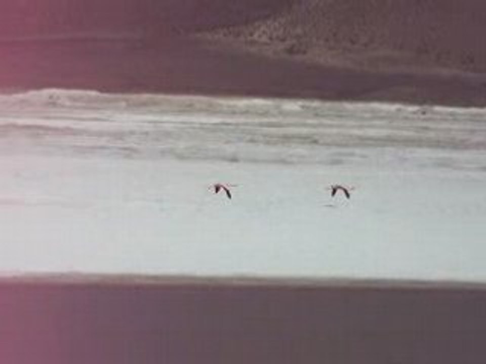 Flamants