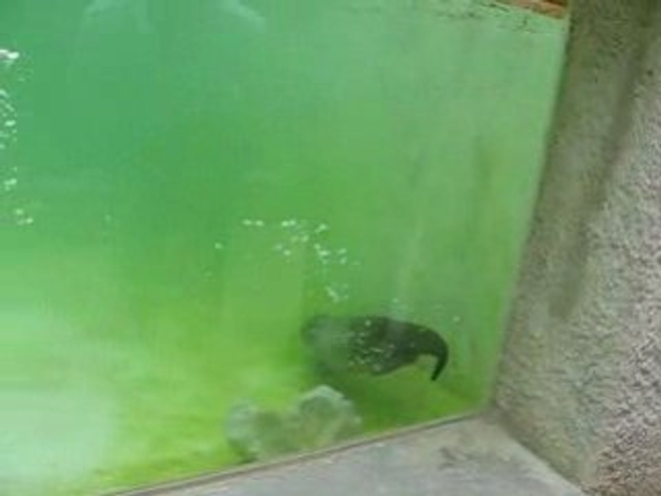 La loutre du zoo de lunaret