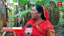 लाल केले का रेशा रेशम जैसा चमकदार, मार्केट में भारी डिमांड, बुरहानपुर में बनेंगे घरेलू उत्पाद