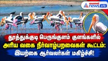 தூத்துக்குடி பெருங்குளம் குளங்களில் அரிய வகை நீர்வாழ்பறவைகள் கூட்டம்: இயற்கை ஆர்வலர்கள் மகிழ்ச்சி!