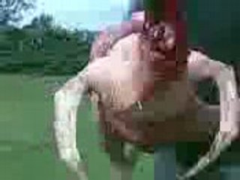 Vidéo-poulet