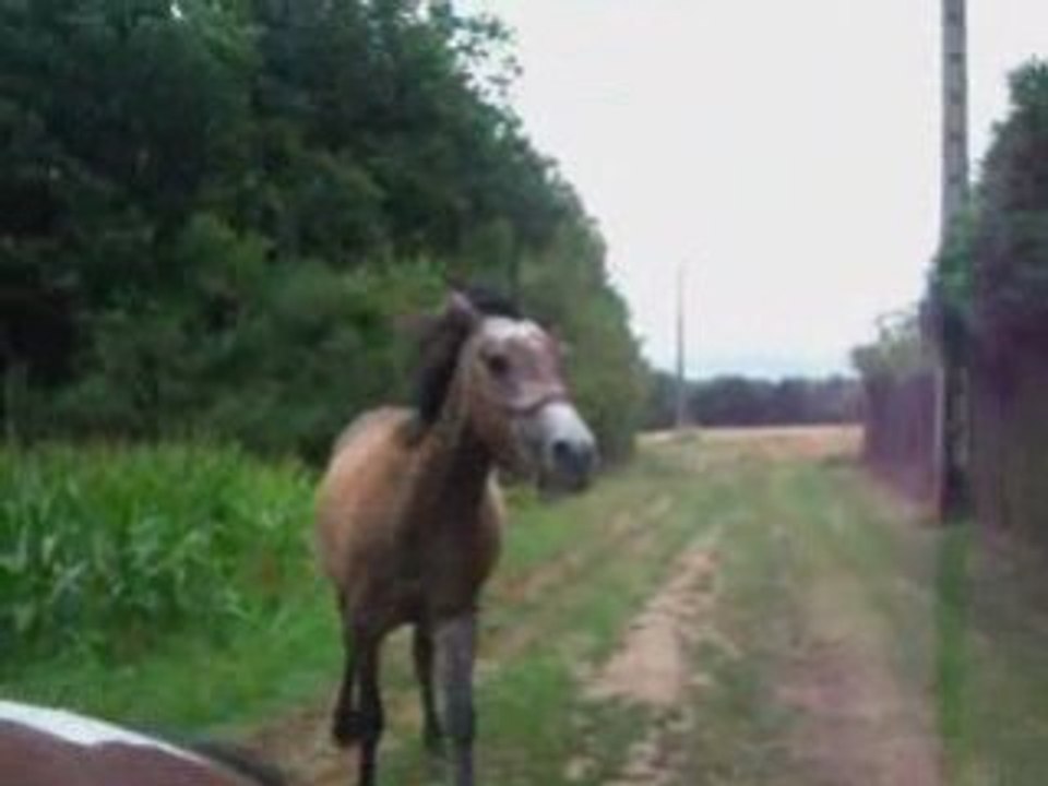 Balade en liberté avec Ramsès & Millenium