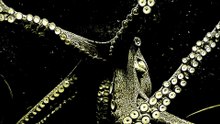 Octopus drama: females hurl objects at bothersome males