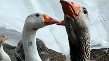 Squid Game is peanuts compared to living with Bruce_s gang 🚨🚩 #geese #squidgame #goose