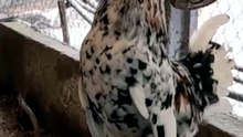 I don_t know about you, but I think roosters are super rocky animals! Our roosters have even fo