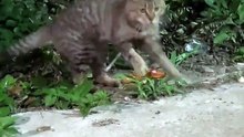 Rescuing a Brave Kitten from Painful Barbed Wire