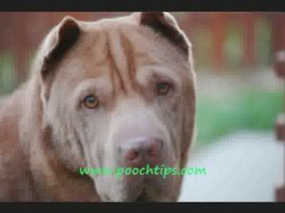 Dog Play And Training Tips