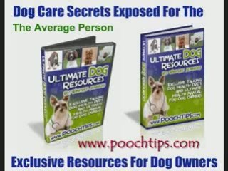 Puppy Training And Head Collars